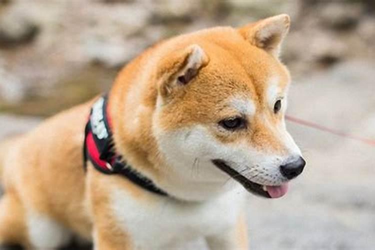 属狗的找个什么属相的好？属狗的跟什么属相最好