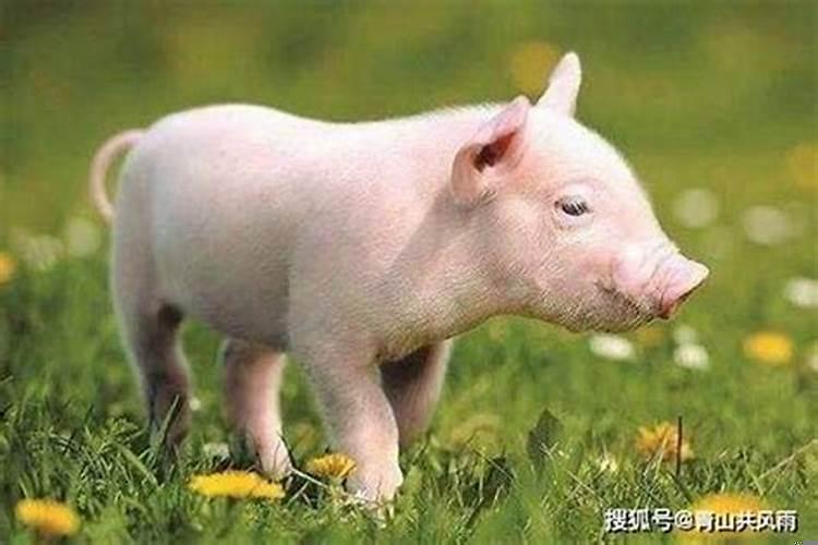 95年属猪女今年婚姻(95年属猪的婚姻状况)