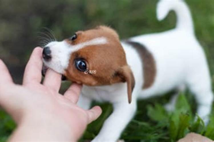 女人梦见好几条狗很听话