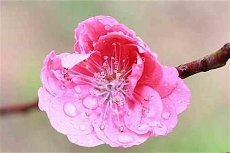 怎样的家居风水招桃花？女孩催桃花运的方法