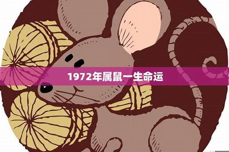 十二生肖鼠的性格（1972年属鼠二婚幸福吗）