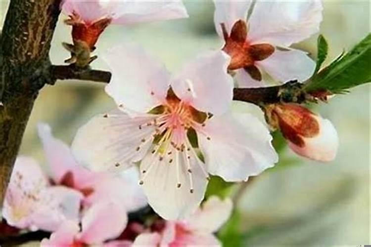 命中注定有桃花运(怎样招桃花运的方法 催桃花运最快的方法)