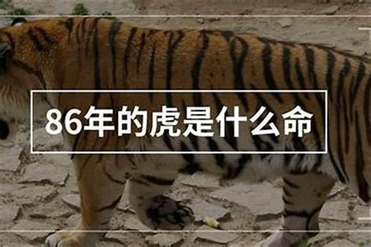 86年属虎人命里缺什么？86年的虎是属于是什么火命