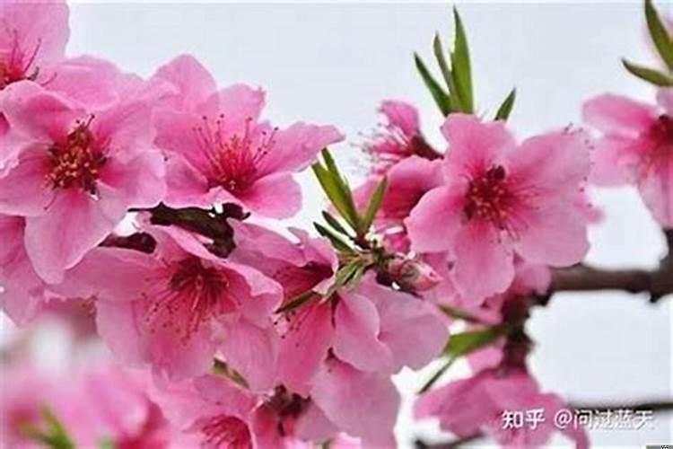 桃花劫化解方法(铜葫芦化解烂桃花)