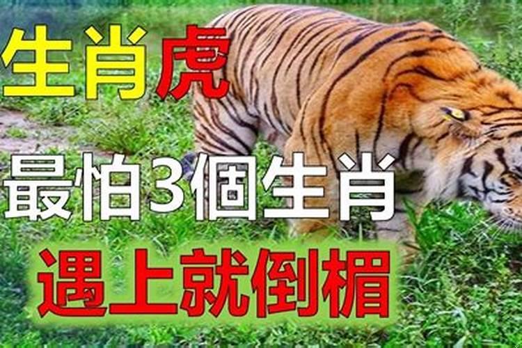 属虎人此生会被谁守护？属相虎的贵人属相