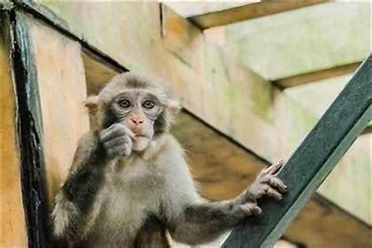 92年属猴适合住几楼？92年的猴住几楼最好