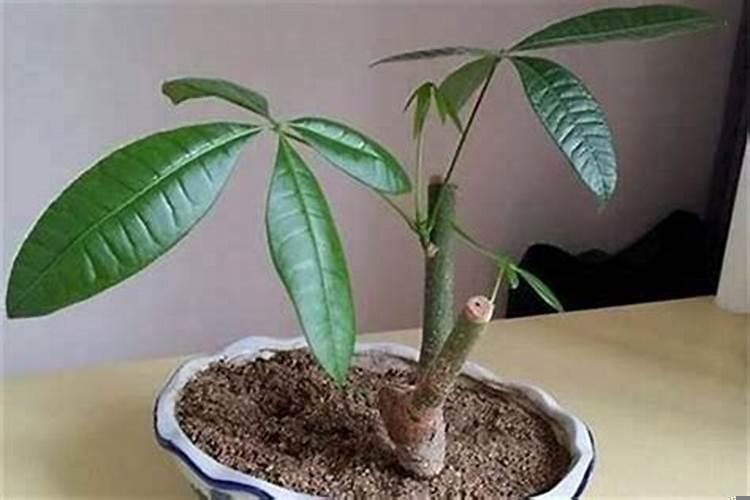 坟前种发财树