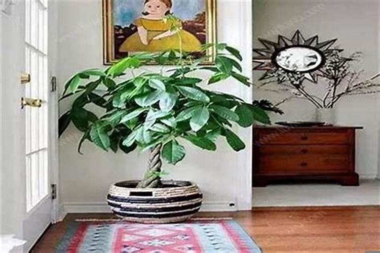 财位上放什么植物最招财？如何提高家居风水