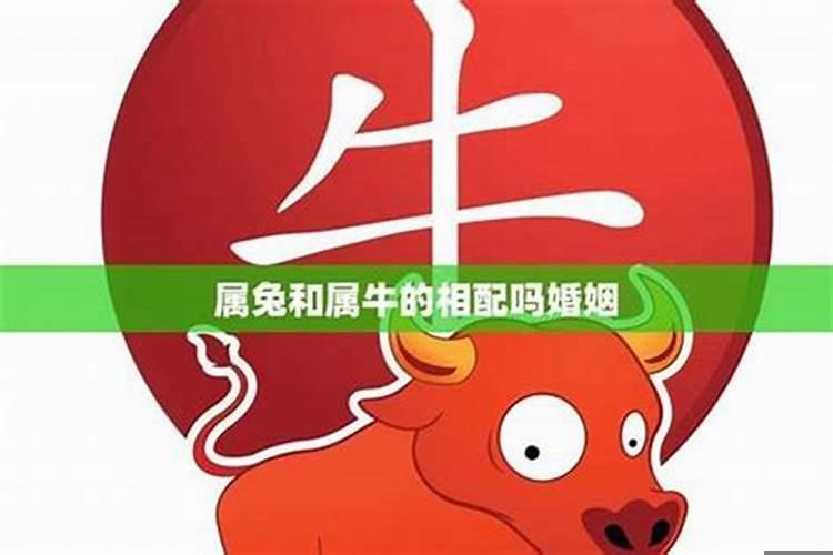 属兔男和属牛女相配吗？属牛男和属兔女能结婚吗