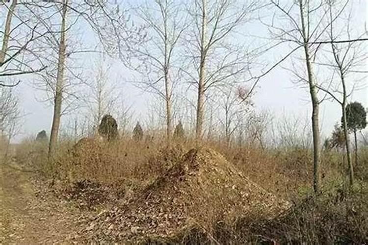 坟地里种树对后人好吗？坟上风水好，对后辈的影响