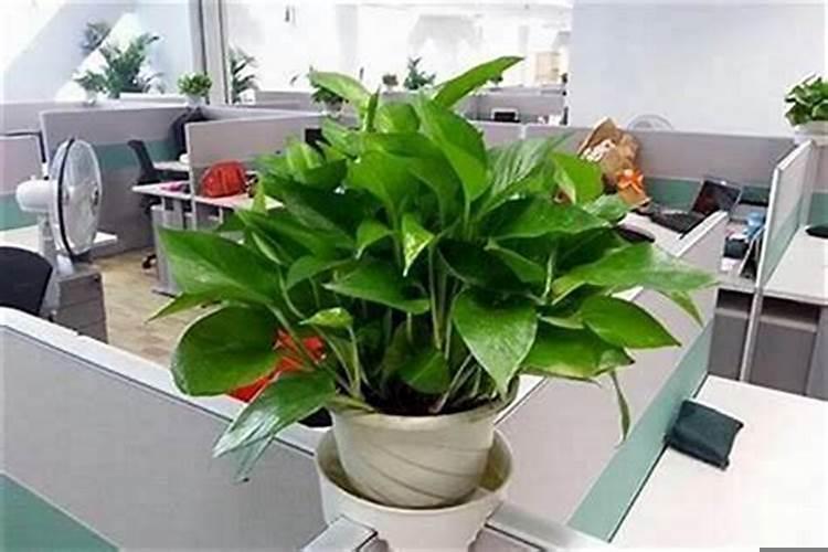 适宜摆放在办公室的植物有哪些种类