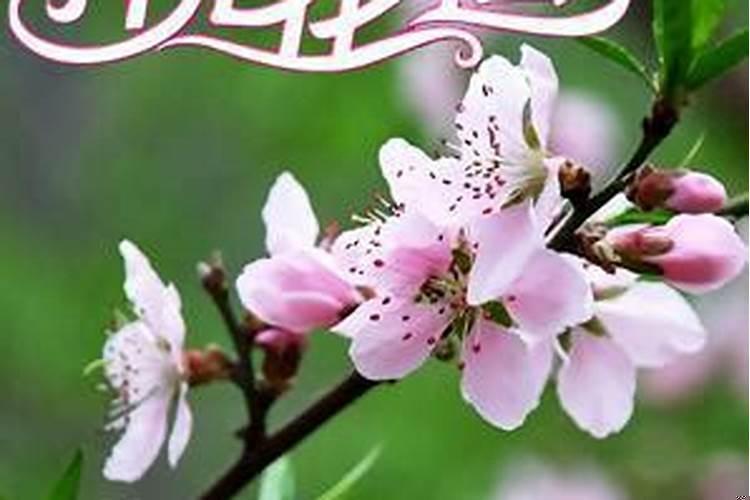 避免男人桃花运的方法(男人养什么花招桃花运)