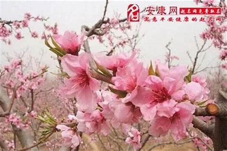 避免男人桃花运的方法(男人养什么花招桃花运)