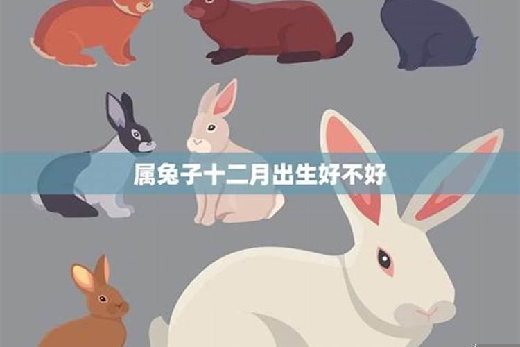 生肖兔性格特点与命运，属兔女的性格特点及脾气