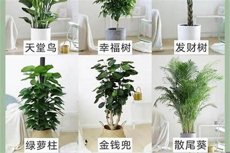 客厅西北角放什么绿植？西北角放什么旺财 如何布局
