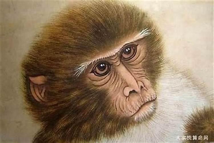 1968年属猴什么命运？68年的猴住几层楼合适