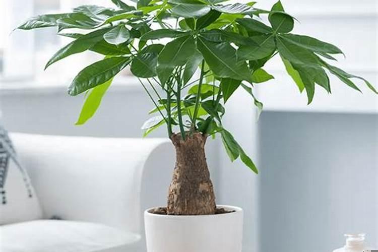 十二生肖什么植物最旺财？属鼠的人可以养铜钱草吗
