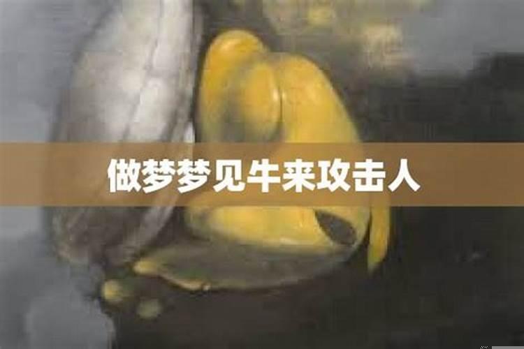梦见被牛攻击了 梦见牛攻击我们是什么意思啊