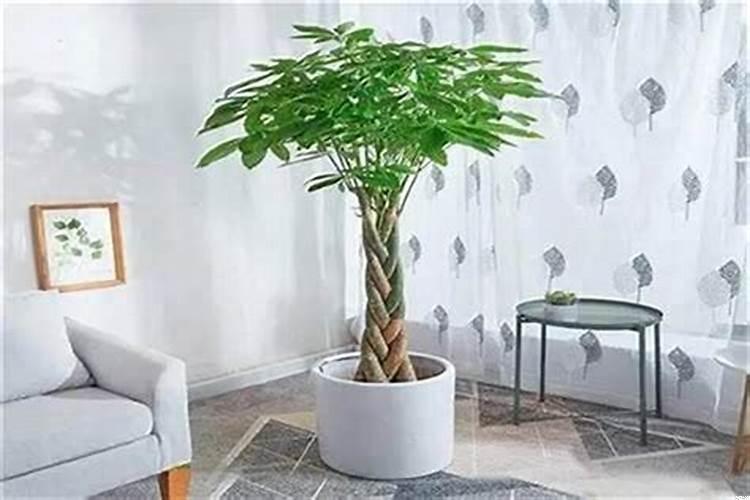 2025年招财植物(2025年什么五行旺)