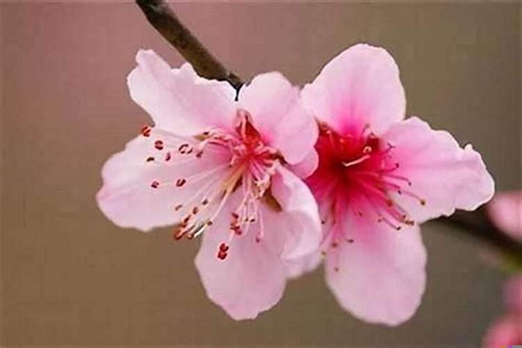怎样可以增加桃花运