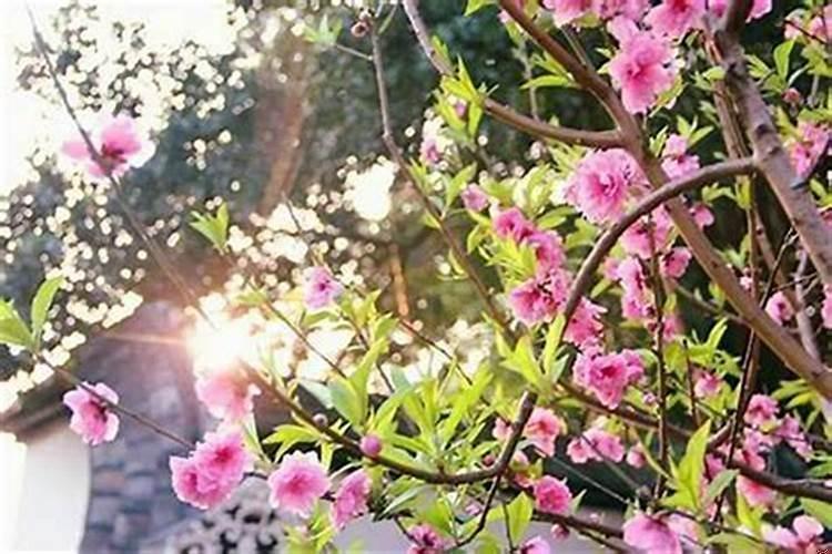 怎样可以增加桃花运