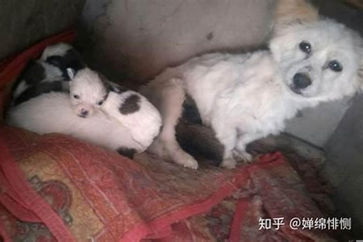 梦到狗生了一窝小狗仔是什么意思