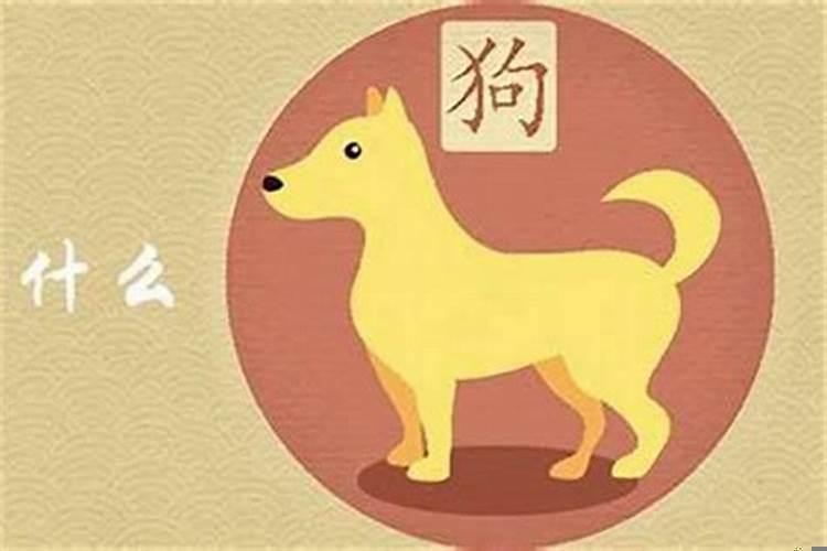 属狗的生虎宝宝几月出生好
