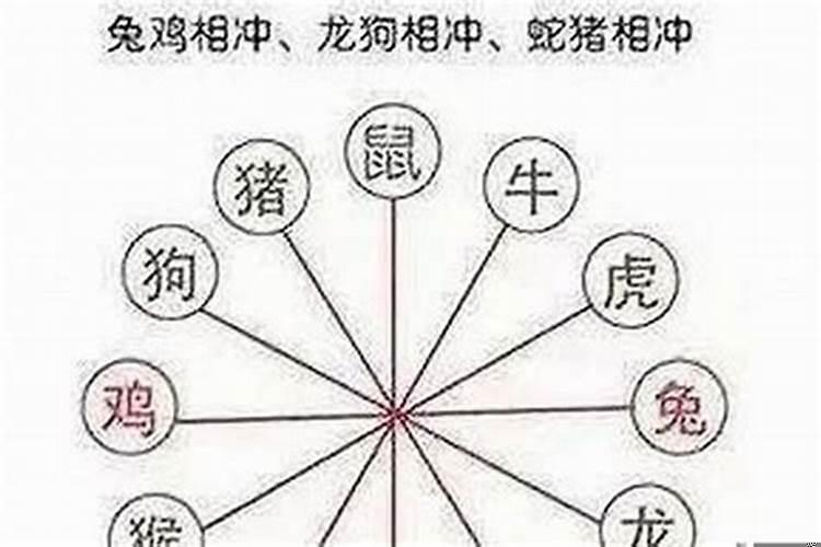 兔和哪个生肖相冲.相克