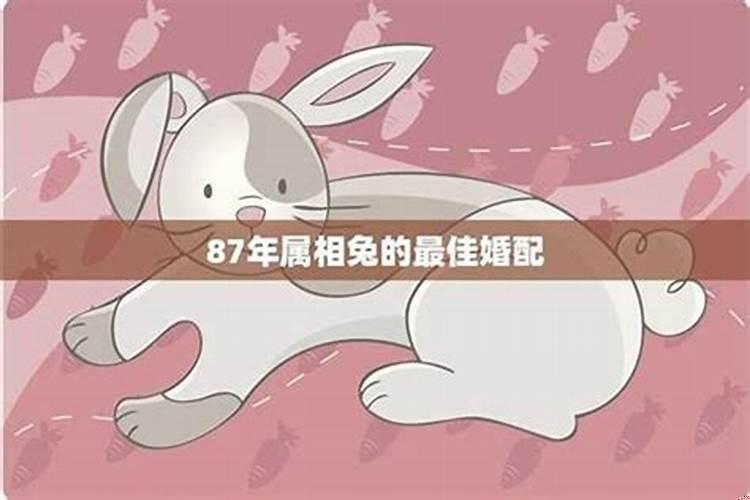 85年男牛和87年女兔的婚姻怎么样