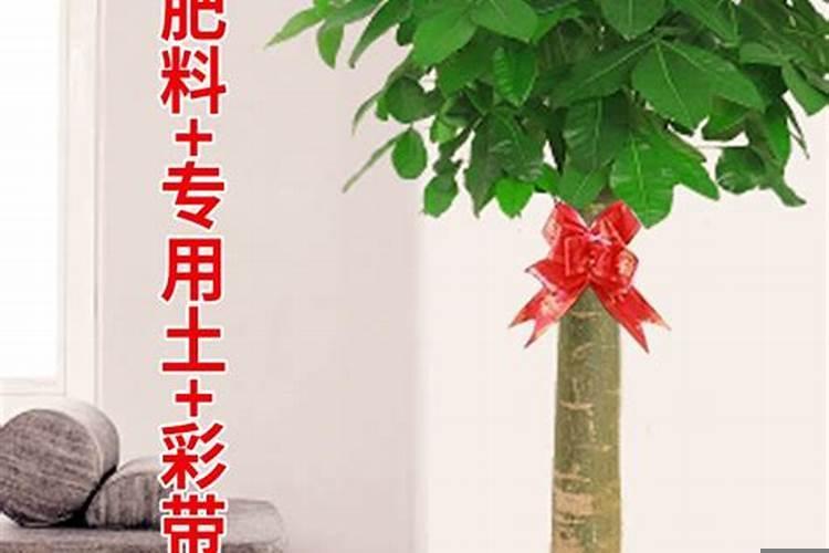 店铺怎么摆放发财树