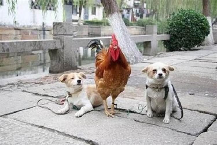 属鸡和属狗相害怎么化解