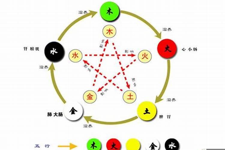 五行中的金代表什么器官