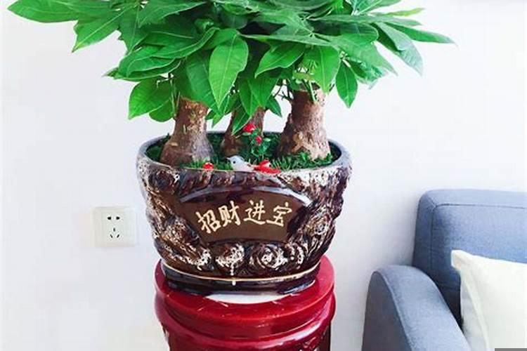 店铺怎么摆放发财树