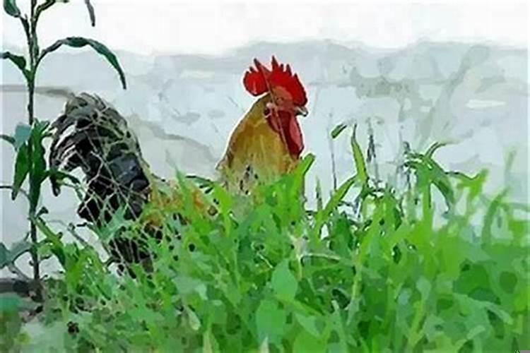 什么颜色旺属鸡的人