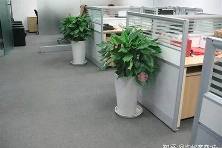 办公室门口放什么植物风水好