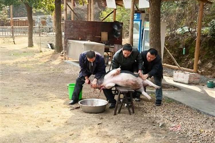 梦见杀猪意味着什么
