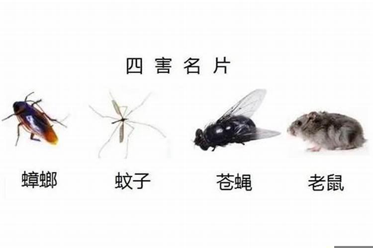 属相相害真的可以化解吗