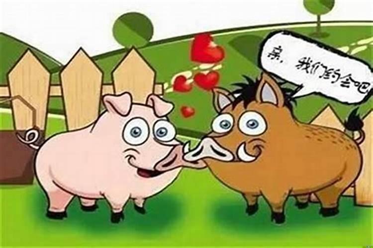 女属猪和男属牛的合不合