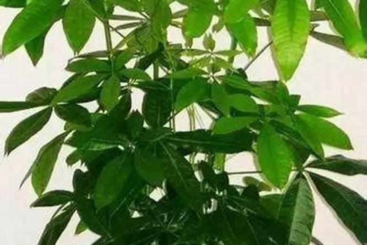 家里怎样招财运