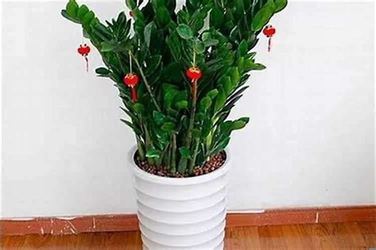 属鸡养什么植物旺财运
