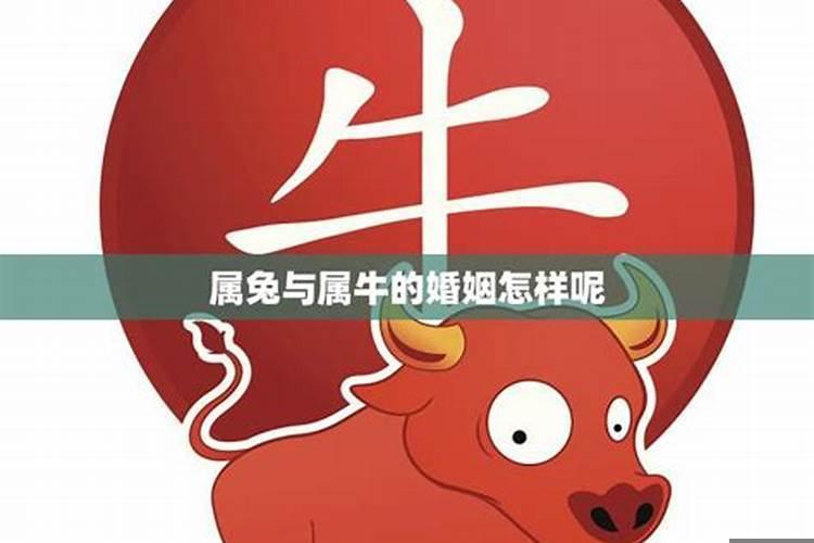 属兔女感情之中要注意什么