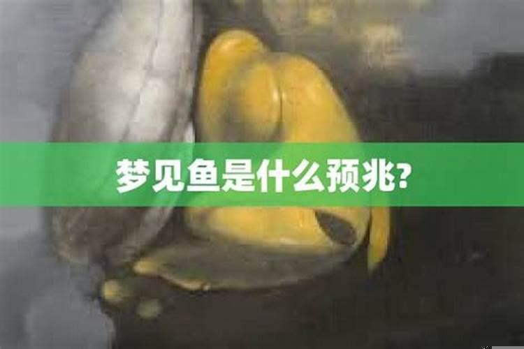 梦见很多好大的鱼是什么意思