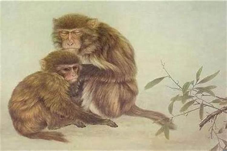 68年属猴的今年好不好