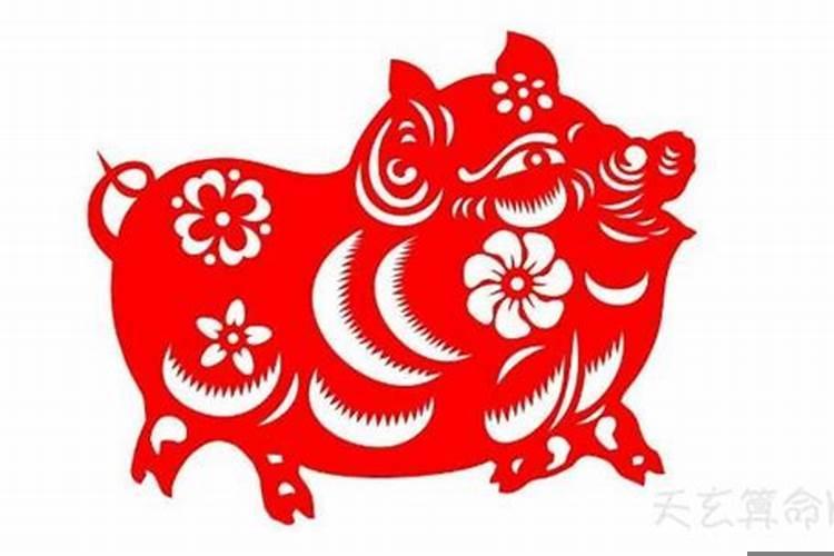 为什么是金猪年