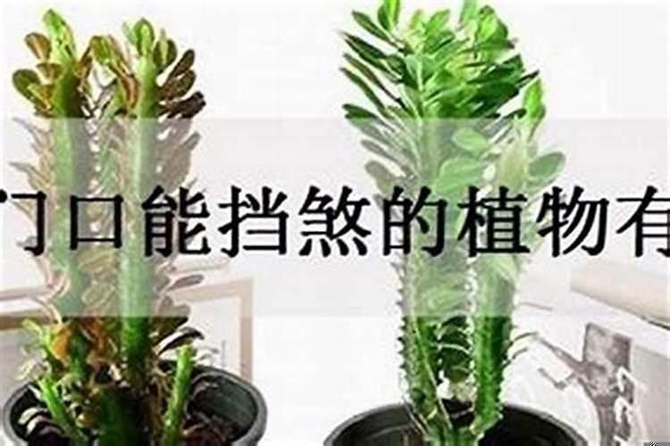 办公桌挡煞气摆件
