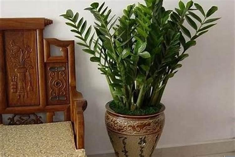 属猪养什么植物运气好