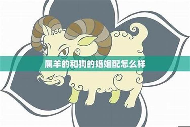 属羊女和属狗男能做情人吗