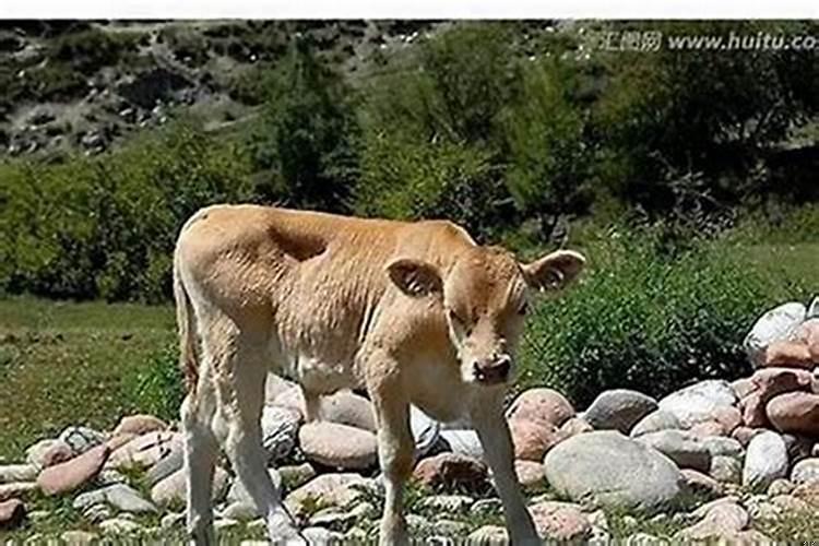 做梦梦见牛头是什么意思