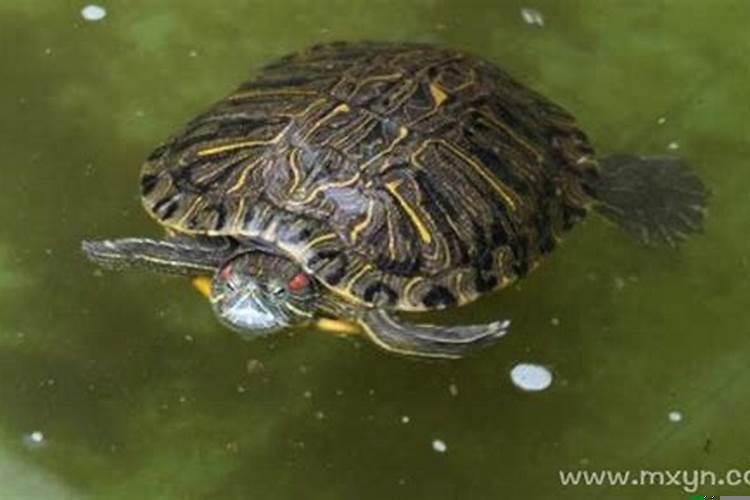 梦见一群乌龟在海里游