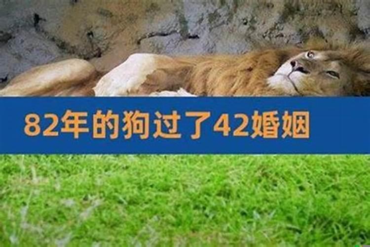 今年82年属狗人的命运